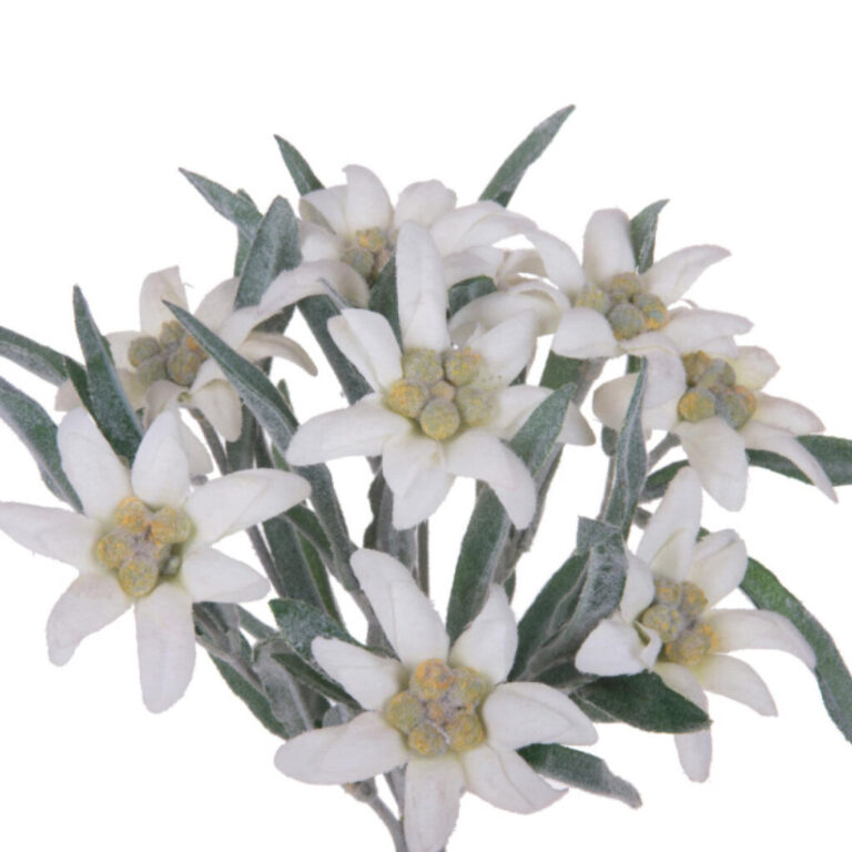 Ramo Stella Alpina 9 Fiori H.25Cm – 99Dec023